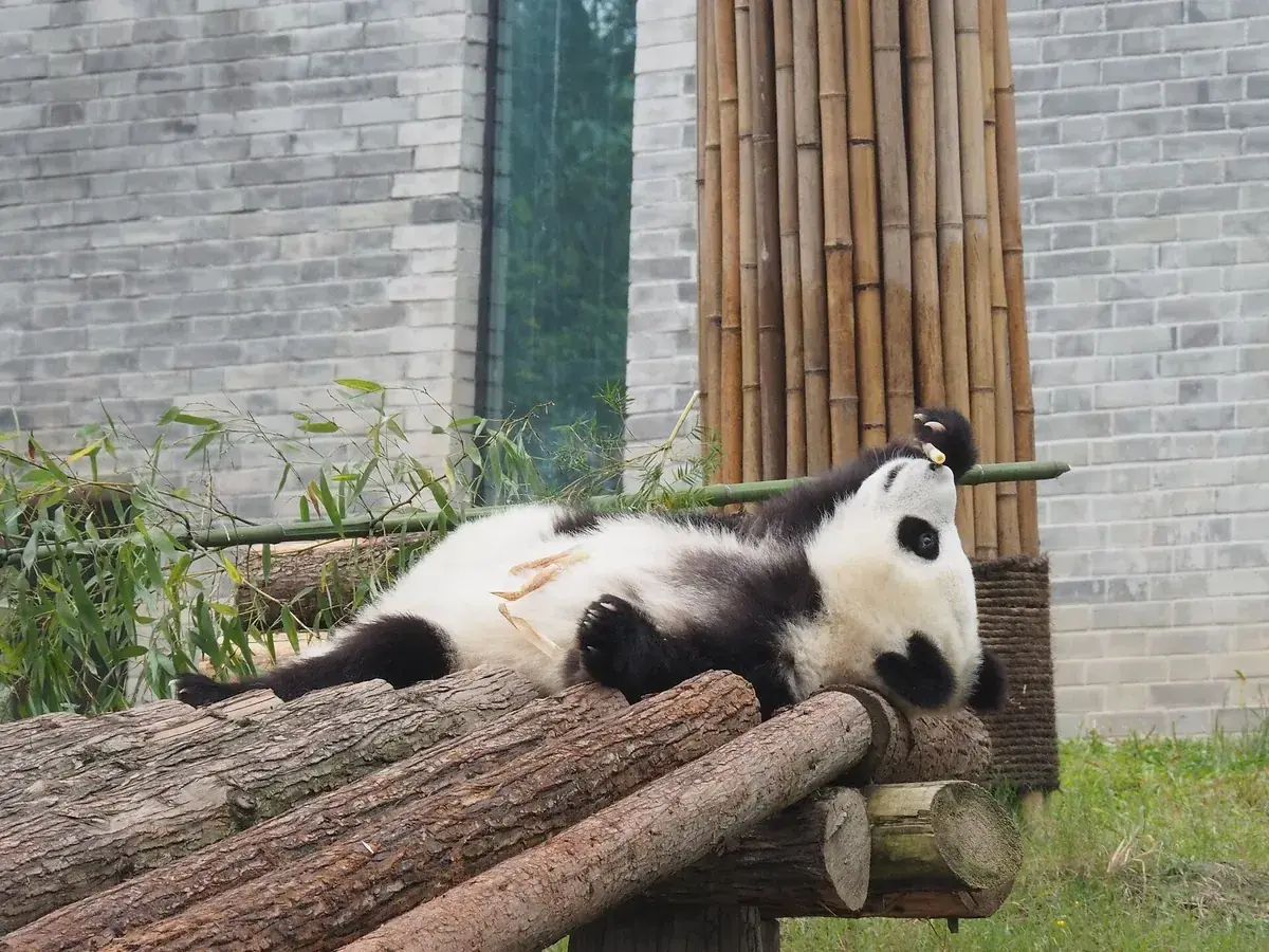 Giant pandas at the Chengdu Research Base of Giant Panda Breeding
